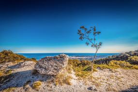 Coastline Tree Rock