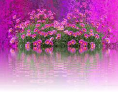 Flowers Nature Flower Purple