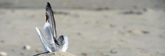 seaGulls Feathers on Sand