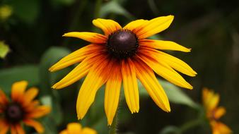 Flowers Travel Yellow