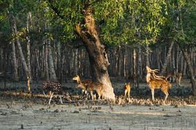 Deer Sundarban Life