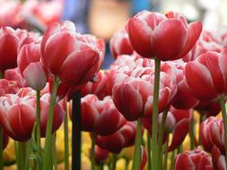Tulips Flowers Nature