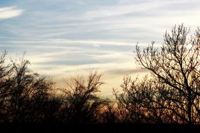 Landscape Trees Silhouette