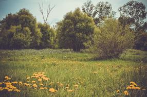 Field Meadow Forest