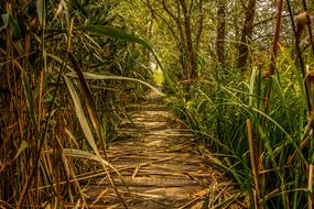 Swamp Marsh Green