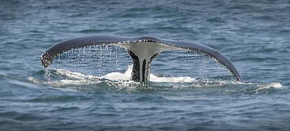 Whale Tail Sea