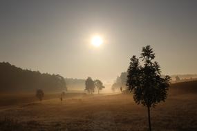 fog over an autumn field