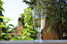 white wine in a glass on a background of green leaves