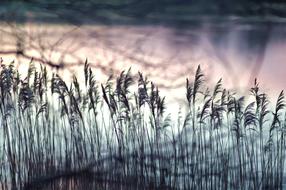 Nature Grass Winter