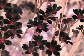black Flowers decorative