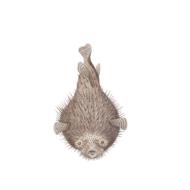 fish animal water isolated exotic