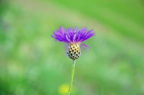 Nature Flower Plant Spring