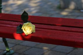 Yellow Rose On Red Bench Rosa