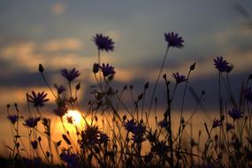 Flowers Camp Sunset In The