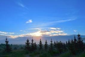 Sunrise Field Mist Pine