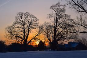 Trees Dawn Landscape