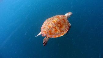 Turtle Sea ââTurtle