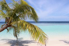 Island Sea Maldives Palm