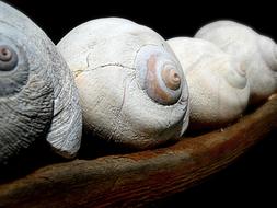 Moon Shells Sea Seashells