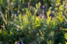 Spider Web Rosa Drops