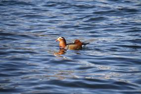 Water Bird Wildlife