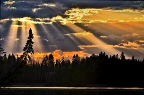 Sunset Tree Nature