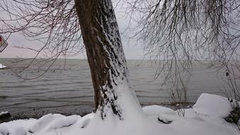 Winter Tree Snow