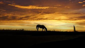 Sunset Silhouette