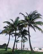 Palm Trees Beach