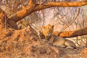 Lion in South Africa Safari