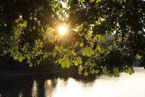 Chestnut Tree Leaves