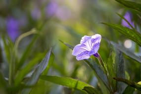 Flower Dusk Grass