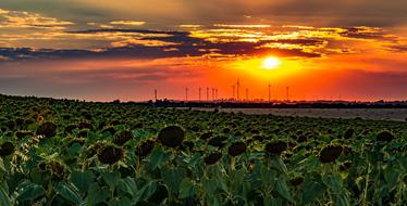Summer Sun Nature