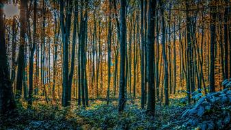 Woods Sunset Landscape