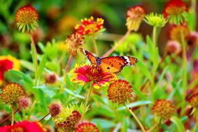 Flower Red Nature