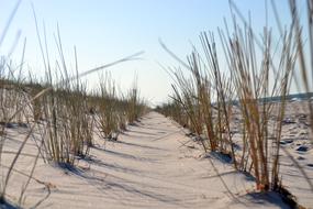 Sea The Sand Dunes Coast