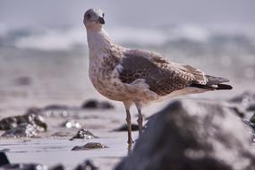 Seagull Bird Sea