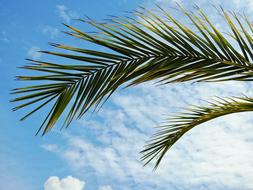 green Palm Plant Leaves