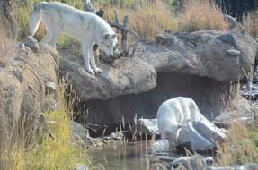 Wolves White Animals