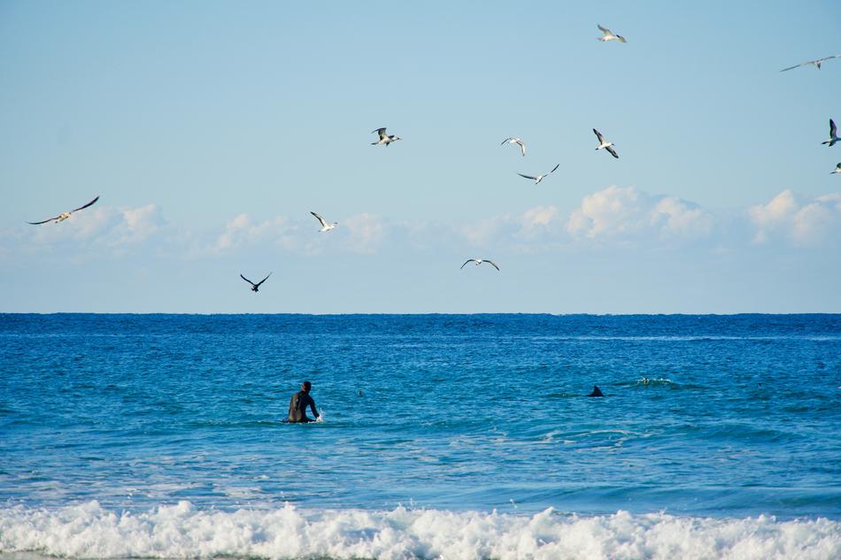 Surfer and Dolphin and Birds