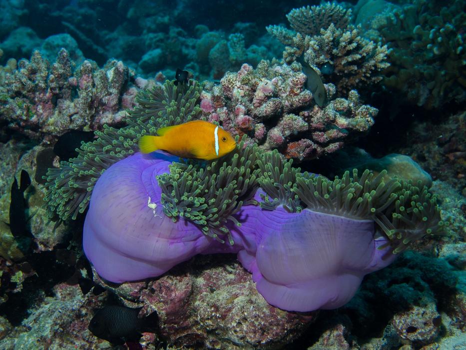 yellow fish over purple green sea Anemone, maldives