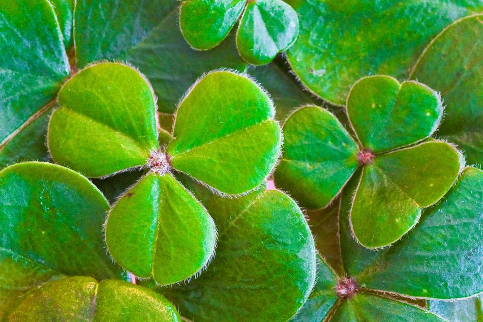 Close-u of the beautiful, green, fluffy shamrocks, in light, on the St Patrick's Day