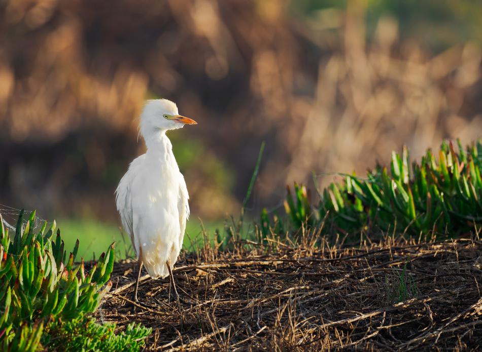 Intermediate Egret Bird