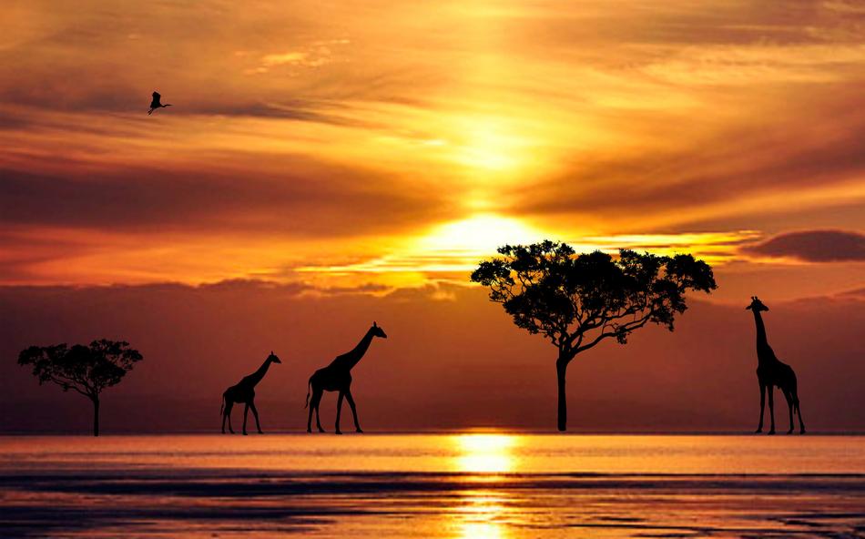 silhouette of giraffes and tree near lake at dusk