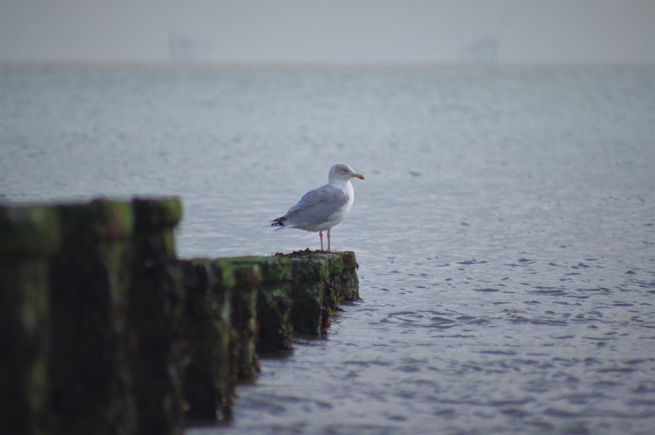 Seagull Sea Nature