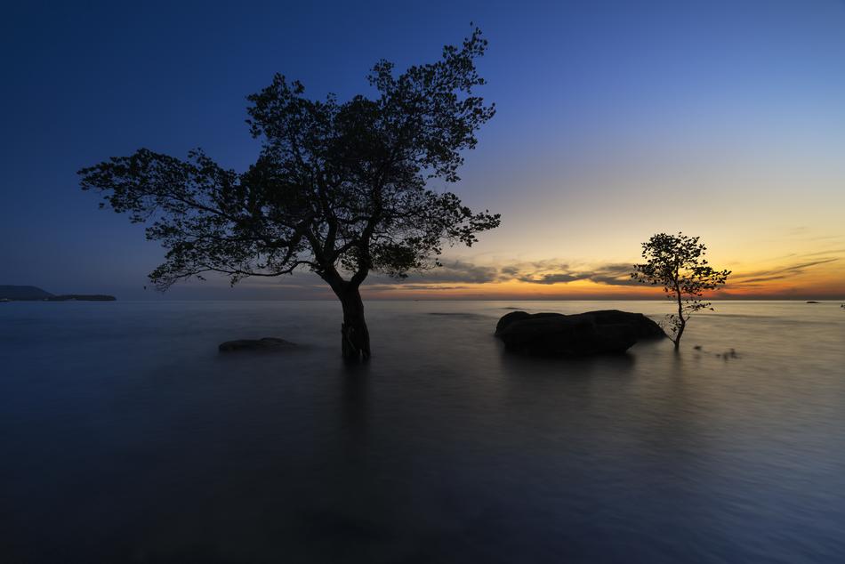 trees in the fog on the island at dusk
