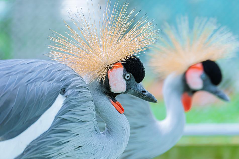 Beautiful and colorful birds, at blurred background with plants