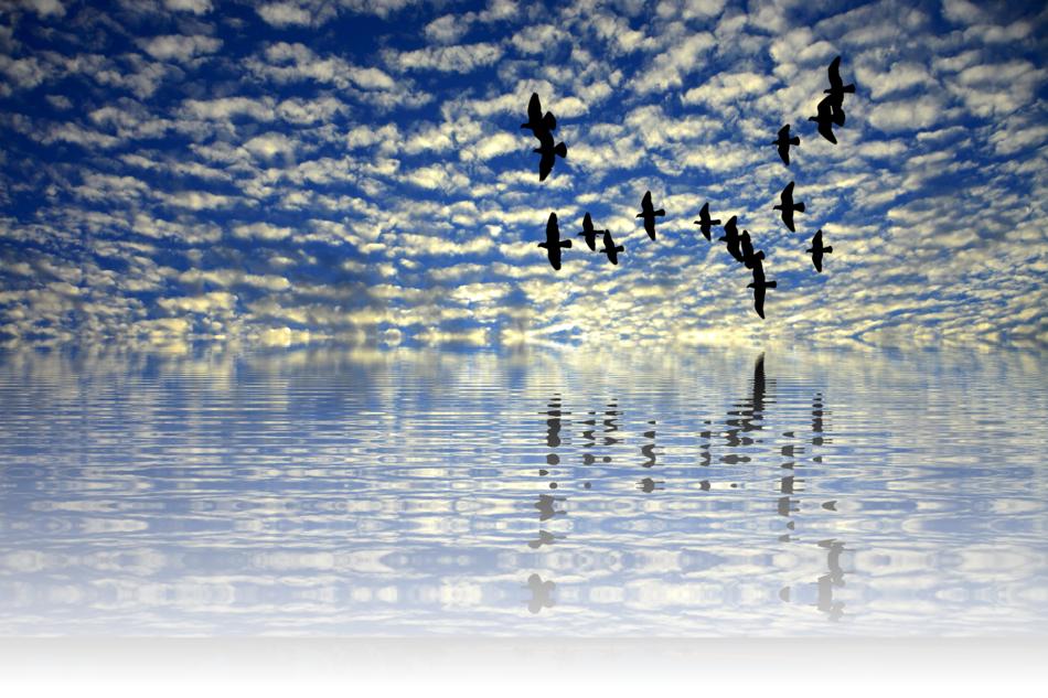 flock of birds in sky over water, digital art
