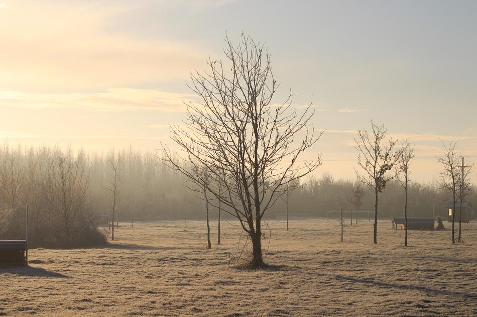 Frost Dawn Tree