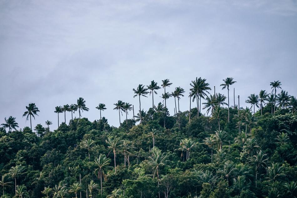 Beach Beautiful Canopy landscape